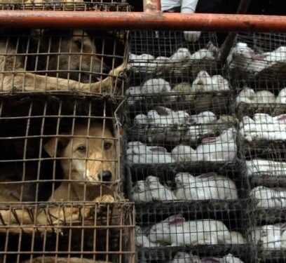 New genetic research points to Wuhan animal market as origin of COVID pandemic, study says – Los Angeles Times