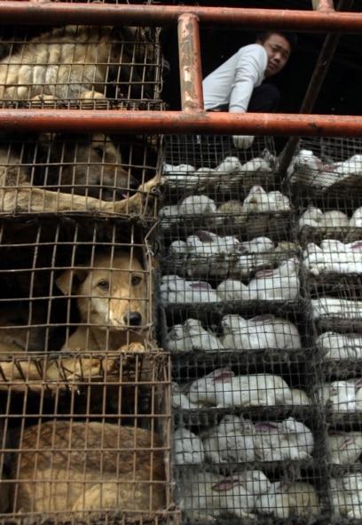 New genetic research points to Wuhan animal market as origin of COVID pandemic, study says – Los Angeles Times