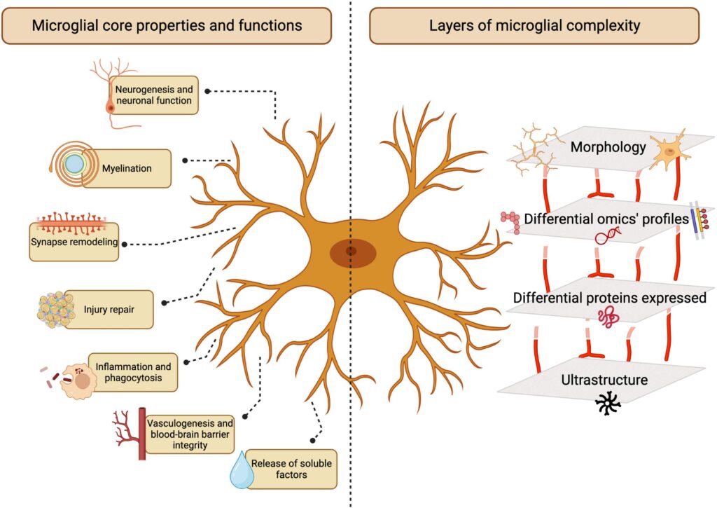 China Focus: Scientists discover microglia in peripheral nervous system, opening new pathways for treating neurological disorders – Xinhua