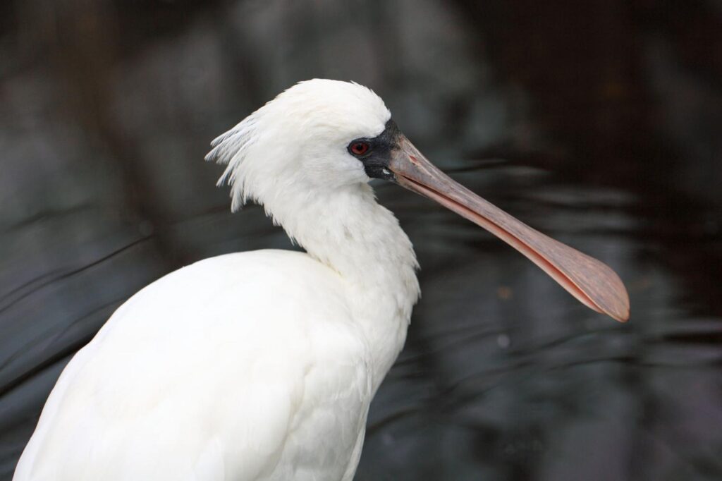Black-faced spoonbills grace scenic reservoir in Dalian – China Daily