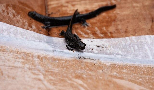 The Newt’s new Dutch cousin – Financial Times