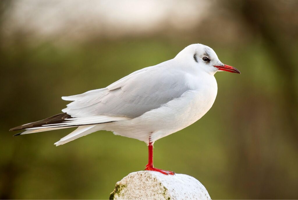 Black-headed gulls arrive in China’s Kunming – South China Morning Post