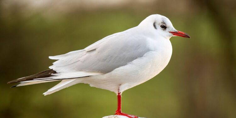 Black-headed gulls arrive in China’s Kunming – South China Morning Post