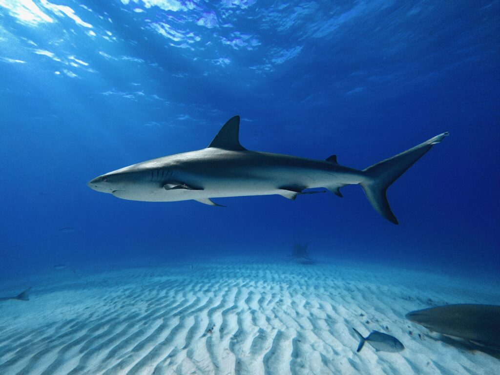 Surat’s First Shark on Shark Tank India – Chirag Nakrani Leads with Sustainability – Business Standard