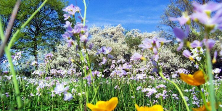 Spring is here, China’s tourism economy in full bloom – People’s Daily
