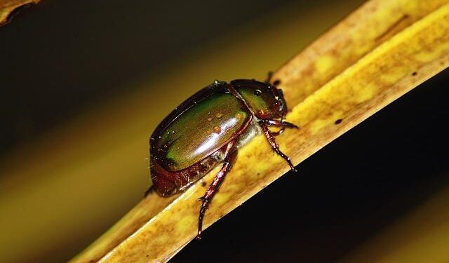 Pune’s Zika and GBS outbreaks call for better use of surveillance, data – Mongabay-India
