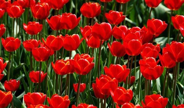 Visitors tiptoe through the tulips in Changchun – China Daily