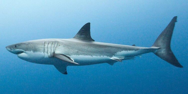 Aussie Sharks secure World Championship Oceania qualification – World Aquatics
