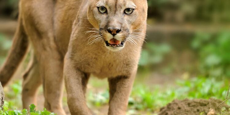 Global sports brand, Puma, shifting its UK HQ from London to Manchester – TheBusinessDesk.com