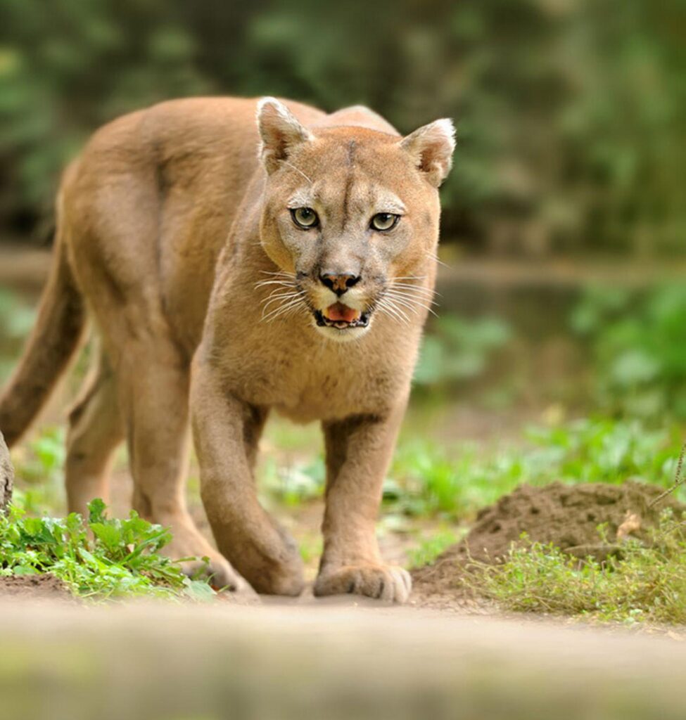 Global sports brand, Puma, shifting its UK HQ from London to Manchester – TheBusinessDesk.com