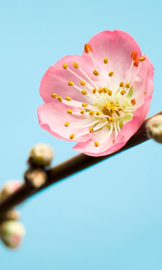 20 hectares of peach flowers in full blossom in Xi’an – Ecns.cn