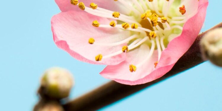 20 hectares of peach flowers in full blossom in Xi’an – Ecns.cn