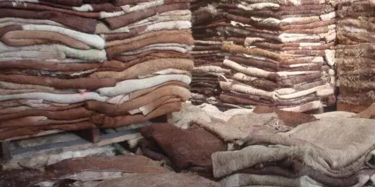 Pakistan foils bid to smuggle donkey hides worth Rs80 million to China – Arab News PK