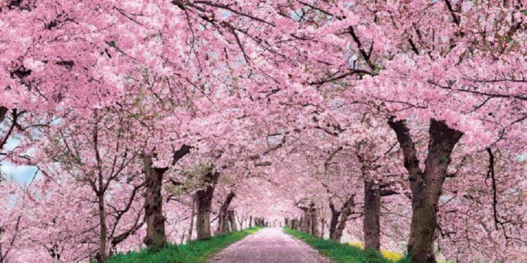 People enjoy spring blossoms in Xi’an – People’s Daily Online