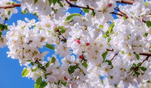 Visitors enjoy blossom splendor day and night in China’s Hefei – Asia News Network
