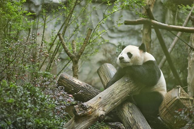 Birthday party held for giant panda in Changchun, China’s Jilin – Xinhua | English.news.cn – 新华网