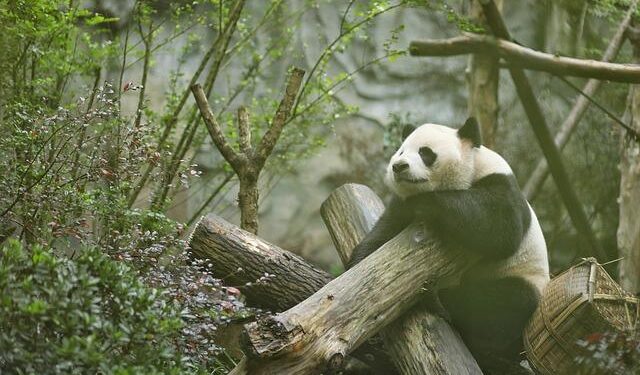 Birthday party held for giant panda in Changchun, China’s Jilin – Xinhua | English.news.cn – 新华网