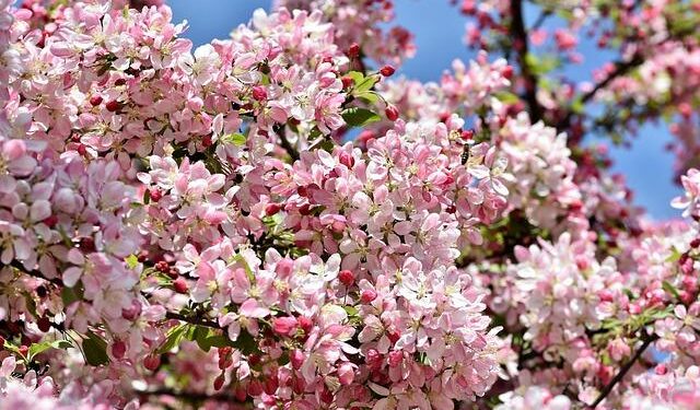 3rd edition of crabapple blossom festival kicks off in Tianjin – Xinhua
