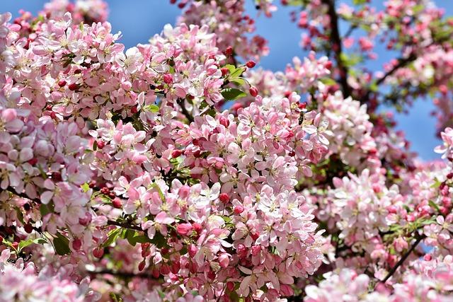 3rd edition of crabapple blossom festival kicks off in Tianjin – Xinhua