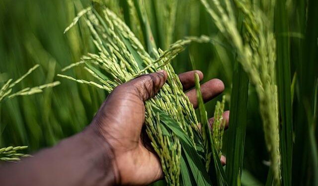 Rural beauty of rice planting in China’s Chongqing – Xinhua