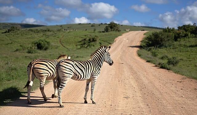 South Africa: Constitutional Court Rules On Citizenship – allAfrica.com