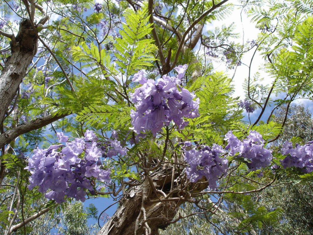 China’s Floral Wonderland: Jacaranda Season In Kunming! – NDTV