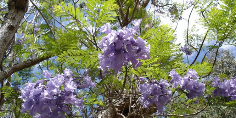 China’s Floral Wonderland: Jacaranda Season In Kunming! – NDTV