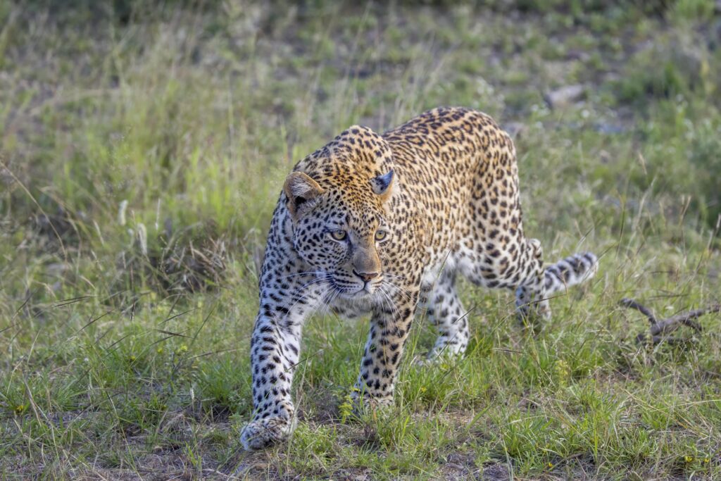 Leopard seen again inside Pune airport boundary, workers told to move in groups – Times of India