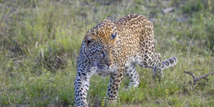 Leopard seen again inside Pune airport boundary, workers told to move in groups – Times of India