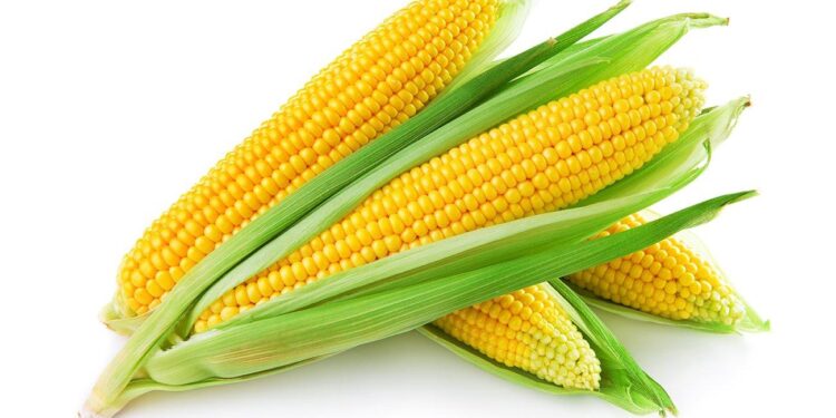 Severe drought forces corn farmers in China’s east to delay planting – The Straits Times