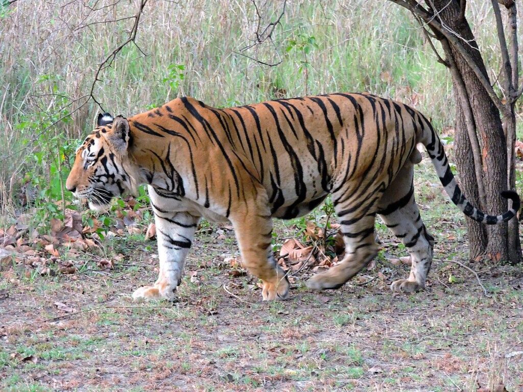 In pics: Bengal tiger cub in Jinan, E China’s Shandong – Xinhua | English.news.cn – 新华网