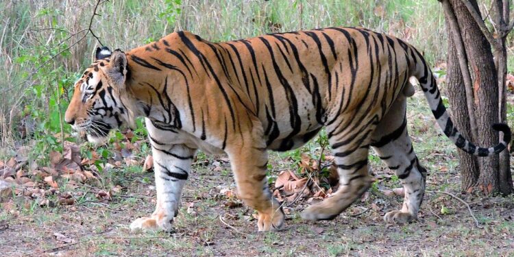 In pics: Bengal tiger cub in Jinan, E China’s Shandong – Xinhua | English.news.cn – 新华网