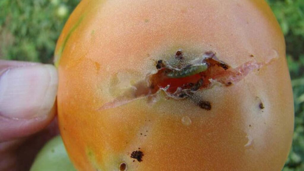 Agric minister: Over N1.3bn lost to tomato ebola outbreak in Kano, Katsina, Kaduna – TheCable