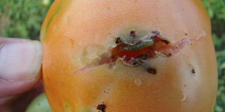 Agric minister: Over N1.3bn lost to tomato ebola outbreak in Kano, Katsina, Kaduna – TheCable