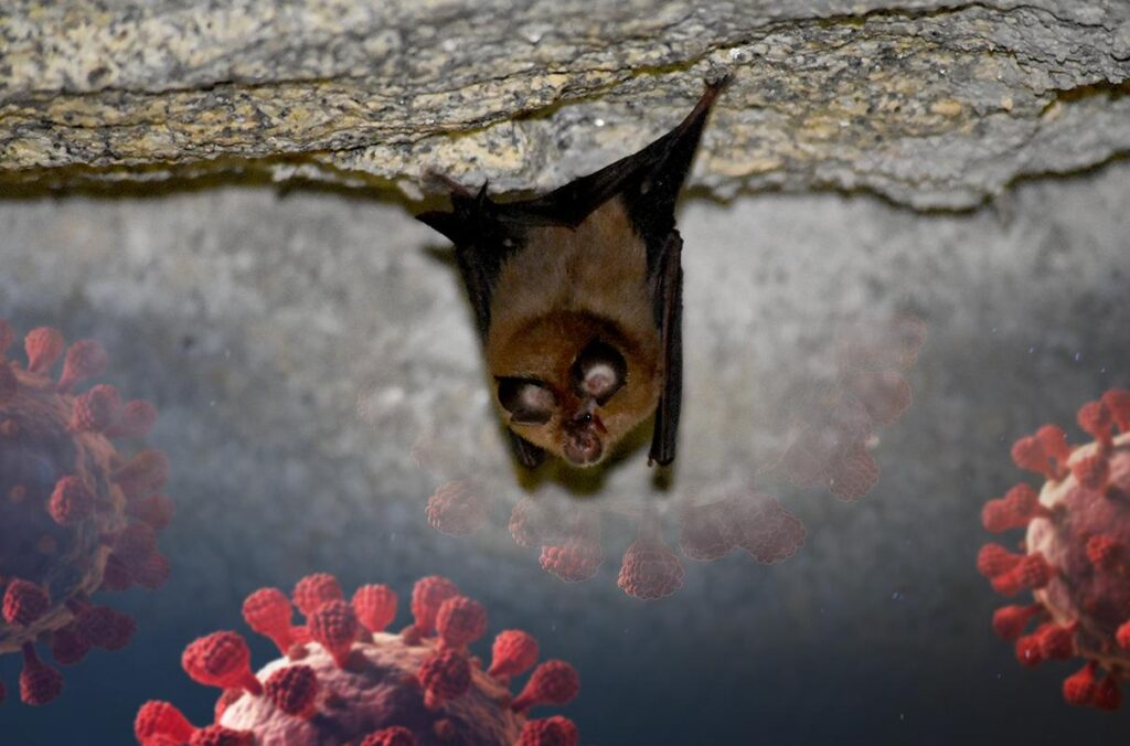Covid-like bat virus discovered by researchers at Wuhan lab in China – Business Standard