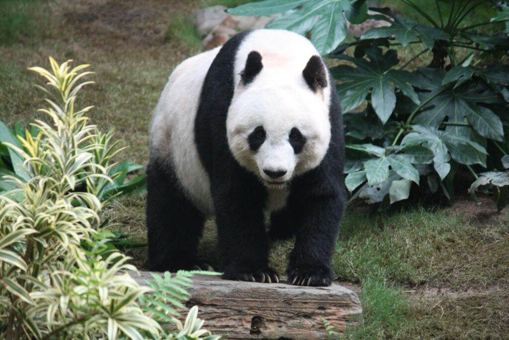 China is more in love with its pandas than ever. That’s complicated matters for Beijing – CNN
