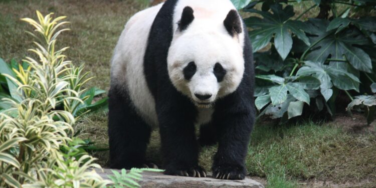 China is more in love with its pandas than ever. That’s complicated matters for Beijing – CNN