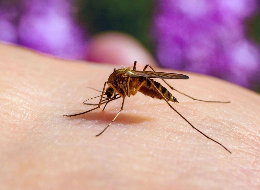 Mosquito-disseminated pyriproxyfen for mosquito-borne disease control in Belo Horizonte, Brazil: a pragmatic, before–after control–intervention paired-series trial – The Lancet