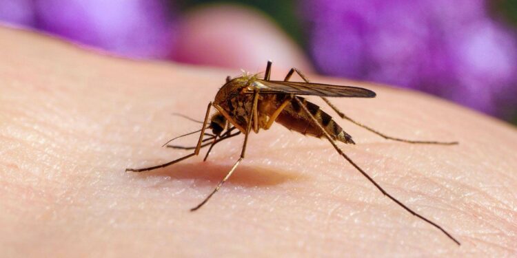 Mosquito-disseminated pyriproxyfen for mosquito-borne disease control in Belo Horizonte, Brazil: a pragmatic, before–after control–intervention paired-series trial – The Lancet