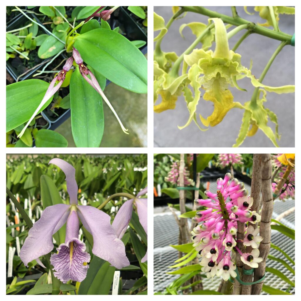 Nearly 400 orchid species on display in Kunming Botanical Garden, SW China’s Yunnan – People’s Daily Online