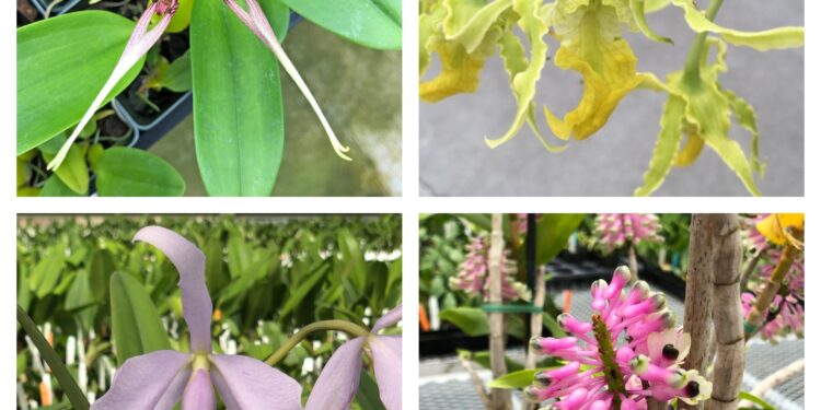 Nearly 400 orchid species on display in Kunming Botanical Garden, SW China’s Yunnan – People’s Daily Online