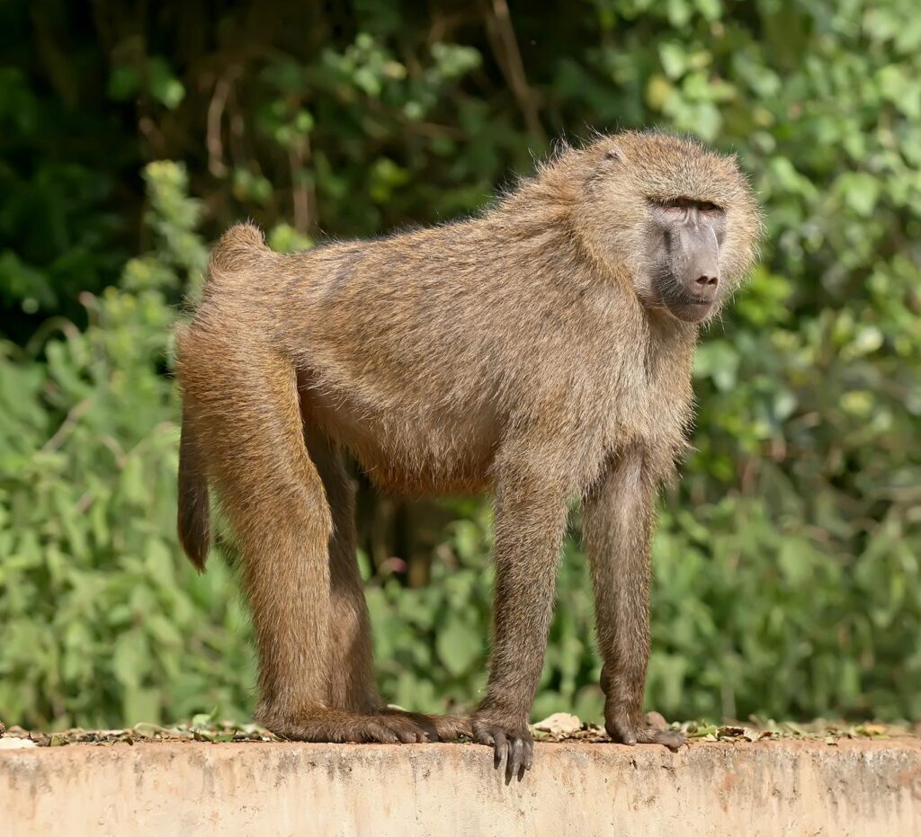 Baboon wars: Homeowners in Cape Town face wild new nuisance – Reuters