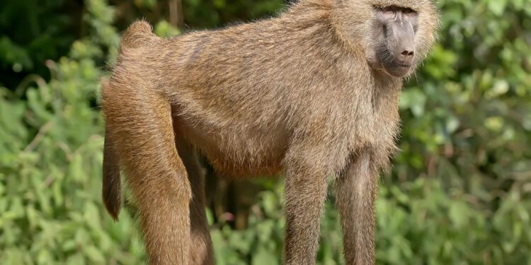 Baboon wars: Homeowners in Cape Town face wild new nuisance – Reuters
