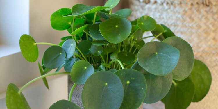 Chinese plant resumes hiring after Trump spares iPhones from tariffs – South China Morning Post