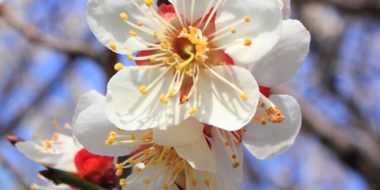 Tourists enjoy blooming plum flowers in Xi’an, China’s Shaanxi – People’s Daily Online