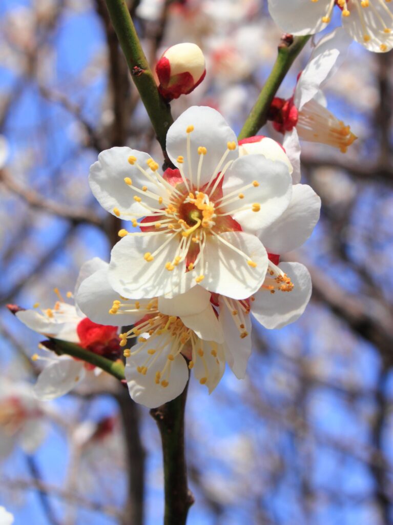 Tourists enjoy blooming plum flowers in Xi’an, China’s Shaanxi – People’s Daily Online