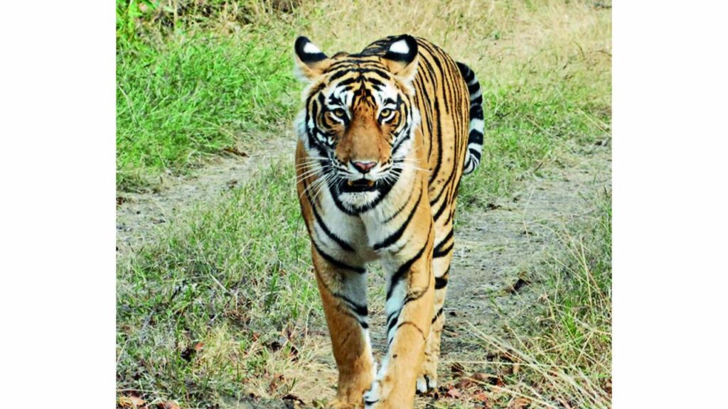 R’bore tigress likely to be shifted to Taleda range after 2nd attack – Times of India