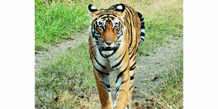 R’bore tigress likely to be shifted to Taleda range after 2nd attack – Times of India