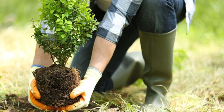 In pics: Tree planting activity held in SW China’s Kunming – China Daily