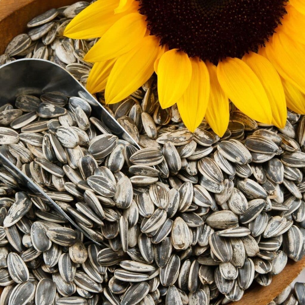 She Gave Away 10000 Sunflower Seeds — This Baker’s Dream Is Turning Chennai Into a Garden City – The Better India